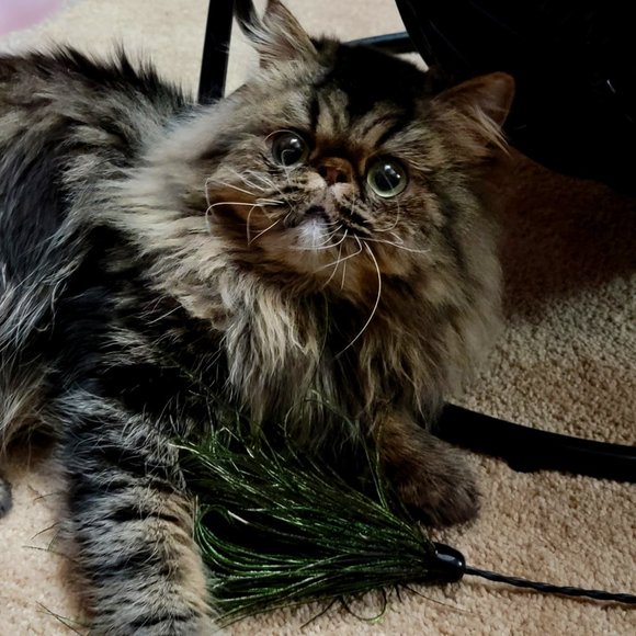 Cat Toy Wand Wispy Feather Bouncer New w/ Tag! - Picture 2 of 4